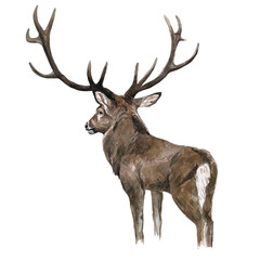 Freehand watercolor deer illustration isolated on a white background. Hand drawn watercolour reindeer. Scandinavian handwritten poster	
