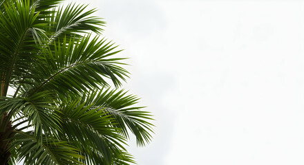 Fototapeta premium Lush Green Palm Leaves Framing Bright Sky Background for Outdoor Scenes