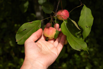 woman hand picking an apple
