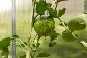 A lot of green tomatoes on a bush in a greenhouse. Tomato plants in greenhouse.