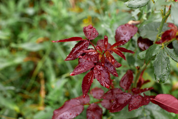 a young rose bush is red-green without flowering.