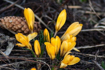 yellow crocus flower
