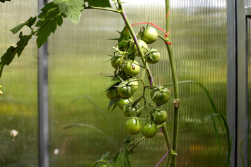 A lot of green tomatoes on a bush in a greenhouse. Tomato plants in greenhouse.