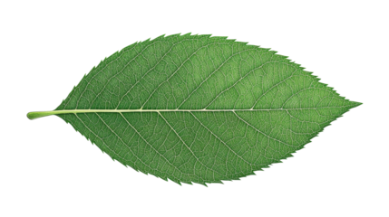 Single green leaf with detailed veins, cut out transparent