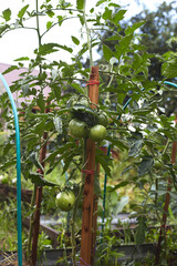 an unripe green tomato in the garden.