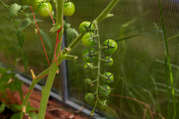 A lot of green tomatoes on a bush in a greenhouse. Tomato plants in greenhouse.