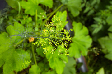green photo of corn foliage and dill inflorescence.