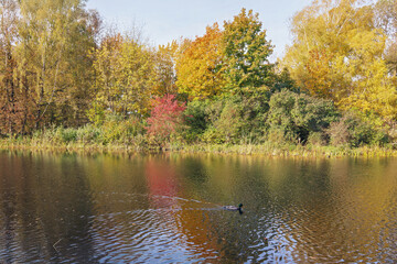 A calm autumn lake, and a duck glides among the colorful leaves