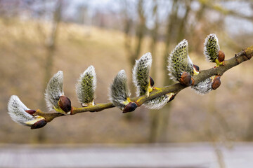 Salix caprea buds in early spring, demonstrating the renewal of nature