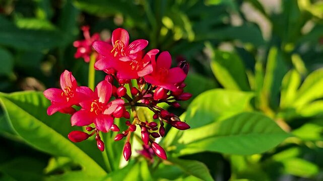 Jatropha integerrima, commonly known as peregrina.
