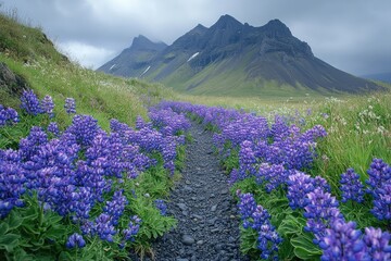 Obraz premium Lush purple wildflowers lining a pathway through a grassy mountain valley.