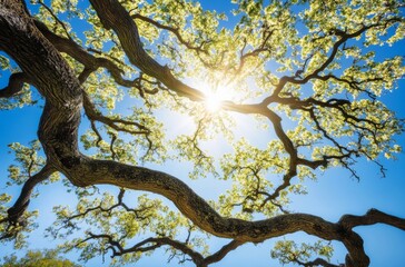 Sunlight Through Tree Branches