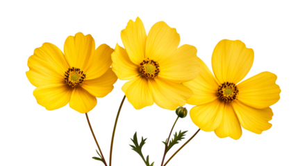 Three yellow cosmos flowers, bud, and leaves, cut out transparent