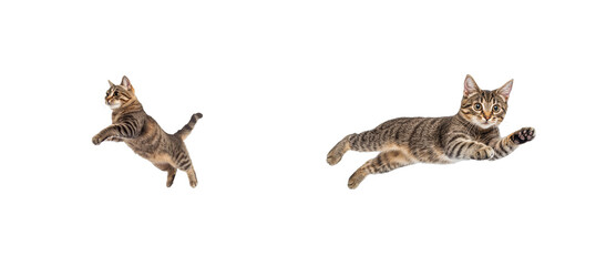 Fototapeta na wymiar Tabby cat mid-air, in jumping and reaching positions. cut out transparent