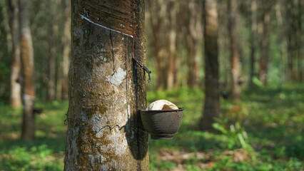Rubber trees tapped in rural garden at dawn, latex visibly hardened in collection cups, ready for harvest. serene look into tropical agriculture and natural rubber production in Southeast Asia.
