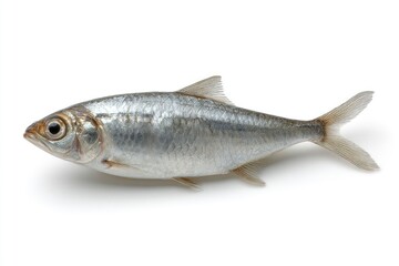 Obraz premium Fresh Whole Fish