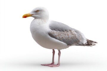 Obraz premium Standing Seagull on White Background