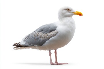 Seagull Standing on White Background