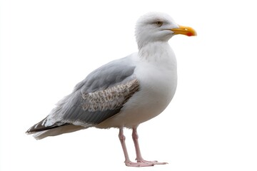 Obraz premium Isolated Seagull Close Up