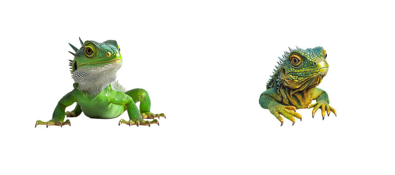 Two vibrant iguana lizards against black background. cut out transparent