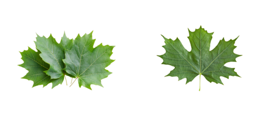 Maple leaves of green color in the studio shot. cut out transparent
