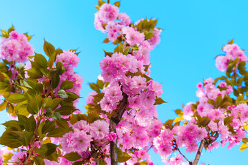 Blooming Cherry Blossom Tree Against Bright Blue Sky in Spring