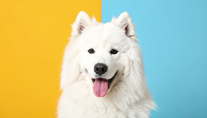 Cute Samoyed dog on colored background