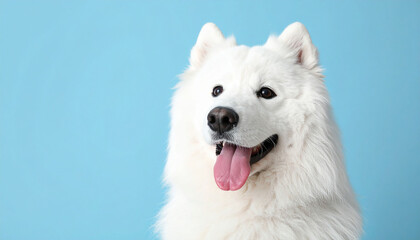 Fototapeta premium Cute Samoyed dog on colored background