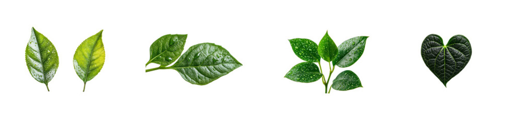 Obraz premium Leafy Plant Variety with Water Droplets Arrangement. cut out transparent