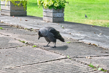 Obraz premium Jackdaw begging for food in the outdoor area of ​​an ice cream parlor in Hjo in Skaraborg, Sweden, on a warm and sunny spring day