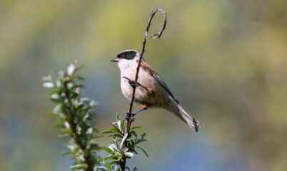Obraz premium great spotted woodpecker