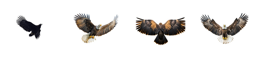 Fototapeta premium Various Flying Eagle Poses. cut out transparent
