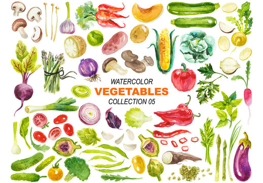 Vector watercolor painted vegetables clipart Hand drawn design elements isolated on white background