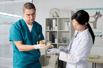 Young male doctor of veterinary clinic holding exotic pet in hands, Asian female colleague with stethoscope examining sick lizard