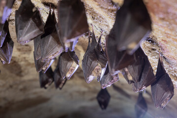 Close up group of small sleeping horseshoe bat covered by wings, hanging upside down on top of cold arched brick cellar while hibernating. Creativ wildlife phot with illuminated blurry background.