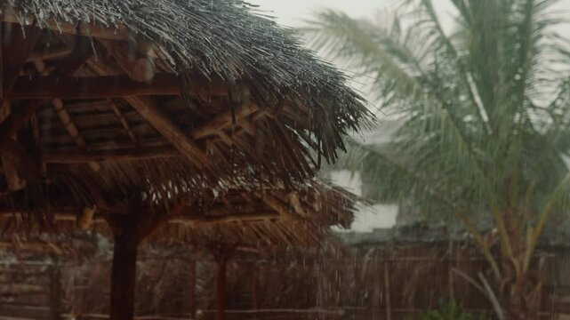 Tropical rainstorm with palm trees in a forest, monsoon season