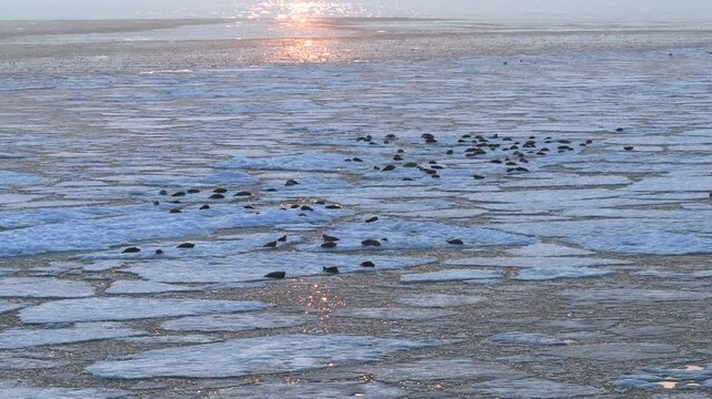 Aerial view of colony of seals Resting on Ice Surfaces in Frigid Arctic Waters