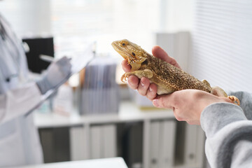 Closeup of hands of unrecognizable man holding iguana, showing it to professional vet