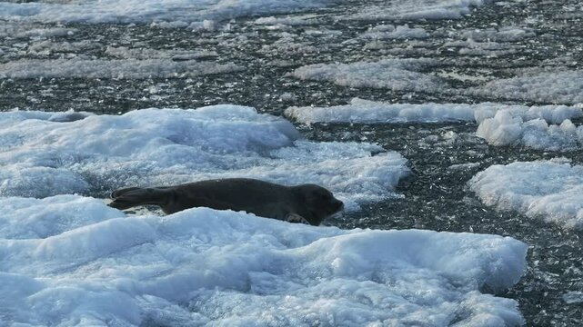 Alone seal lies on ice floes that are bobbing on the waves at sea