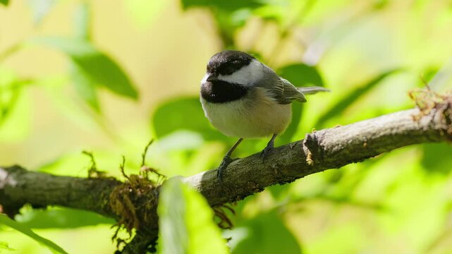 Black-capped chickadee (Poecile atricapillus) briefly resting on a branch before taking flight, captured in a still moment with soft background	