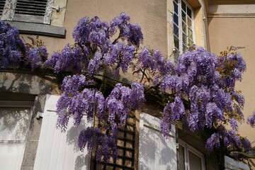 Ombre et lumi&egrave;re glycine