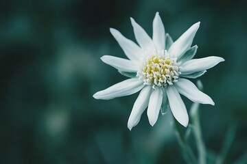 meadow edelweiss flower in high mountain alpine