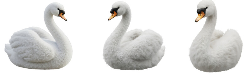 Obraz premium 3D Three elegant swans with graceful necks and pristine plumage against a neutral backdrop in a row view on transparent background
