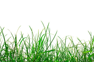 Grass and lawn growth cultivated spring foliage illustration.