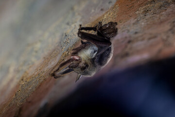 Closeup picture of Greater mouse-eared bat (Myotis myotis) getting up just after hibernation in which they sleep hangin upside down from the ceiling of cave, stole or other underground.