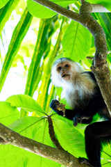 Capuchin monkey ( Cebus capucinus) feeding on fruit in Costa Rica