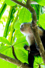 Capuchin monkey ( Cebus capucinus) feeding on fruit in Costa Rica