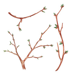 Young tree branches of red-brown color with green buds. Branches of different sizes, hand-drawn in watercolor. Watercolor illustration suitable for wallpaper, textile design. High quality illustration