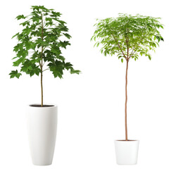 Two Potted Indoor Plants with Lush Green Foliage in Elegant White Pots, Perfect for Enhancing Home Decor and Adding Natural Beauty to Indoor Spaces