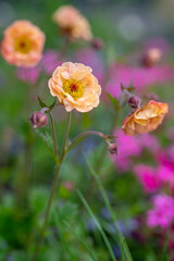 Geum Mai Tai. Stunning apricot toned frilly geum mai tai flowers.